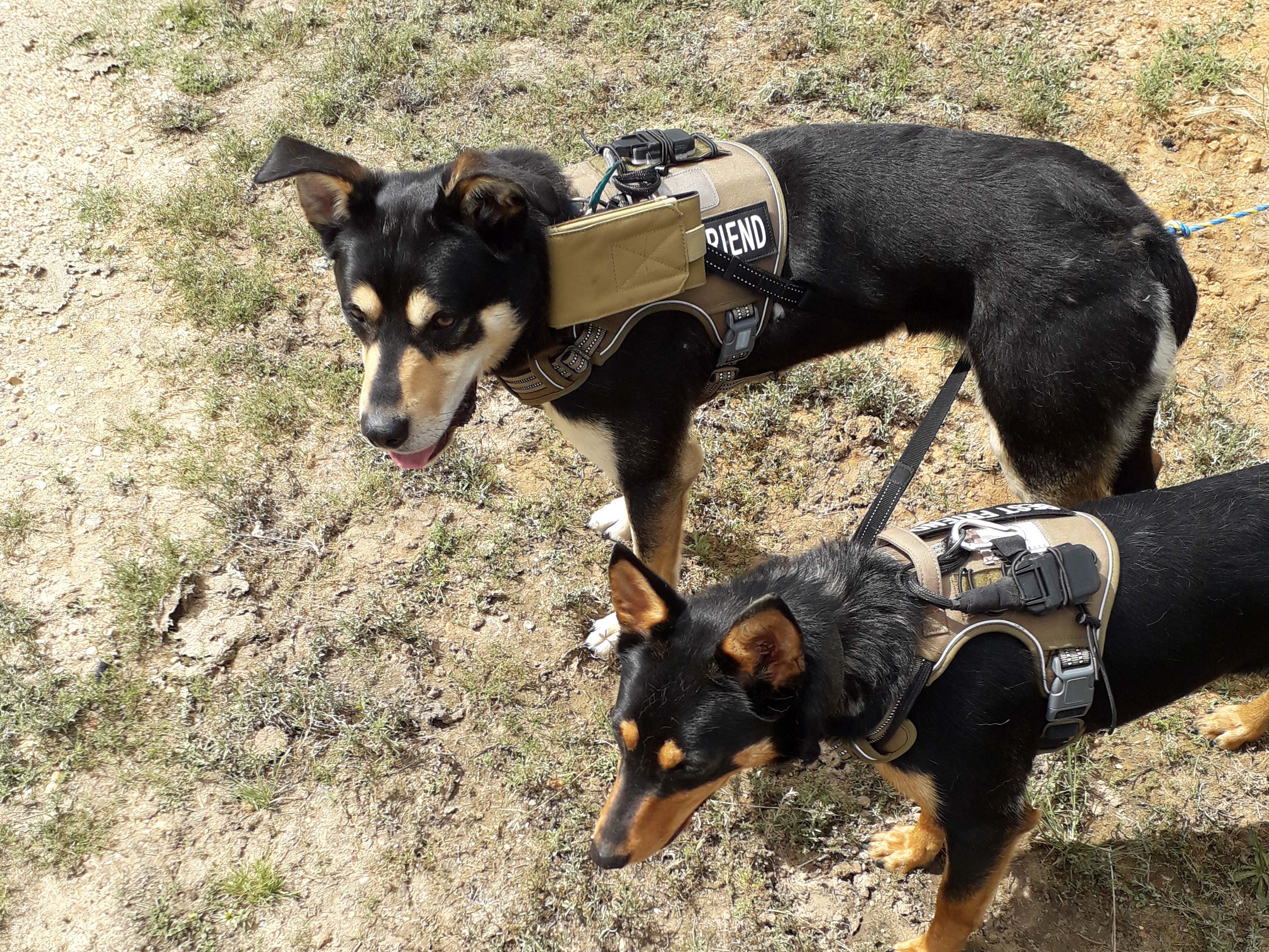 two dogs with the harness