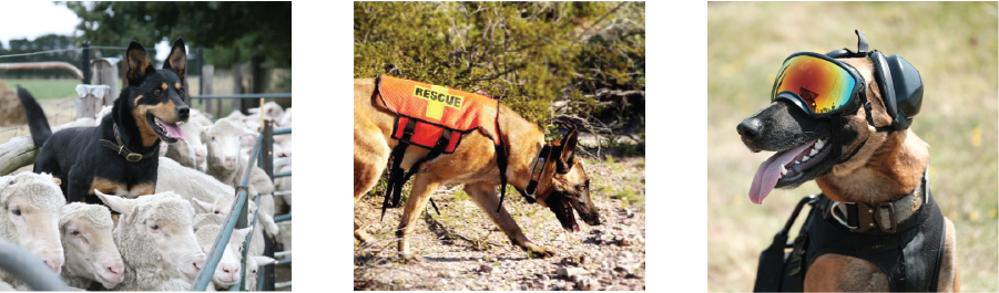 dogs in different circumstances