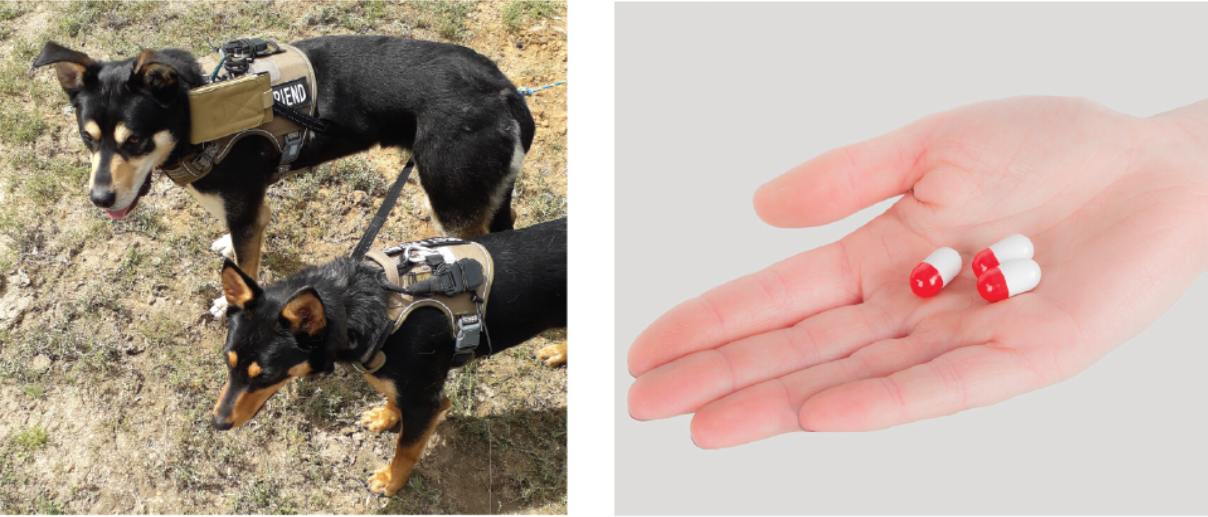 pills and harness